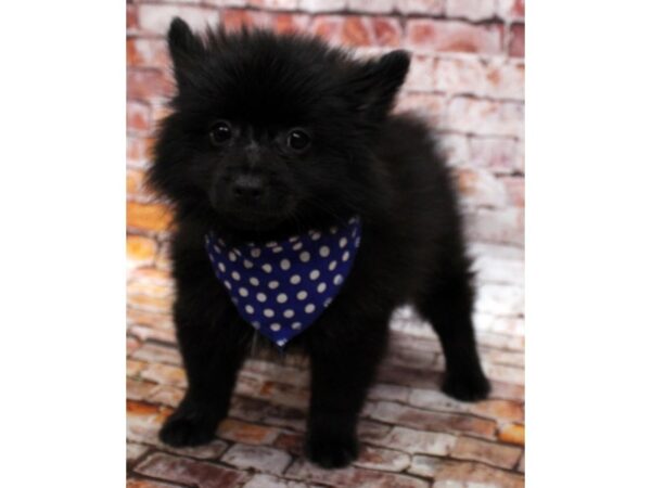 Pomeranian DOG Male Black 16571 Petland Wichita, Kansas