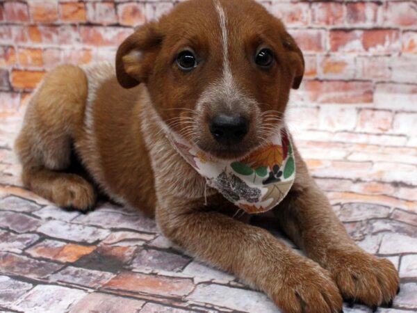 Australian Cattle Dog DOG Male Red Heeler 16569 Petland Wichita, Kansas