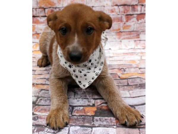 Australian Cattle Dog-DOG-Male-Red Heeler-16568-Petland Wichita, Kansas