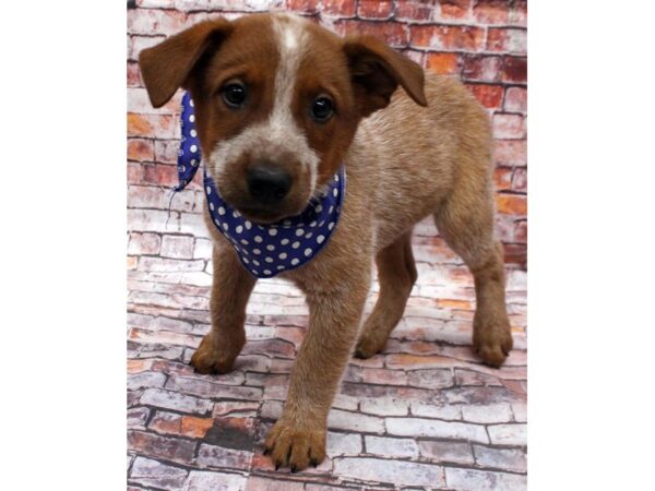 Australian Cattle Dog-DOG-Male-Red Heeler-16567-Petland Wichita, Kansas