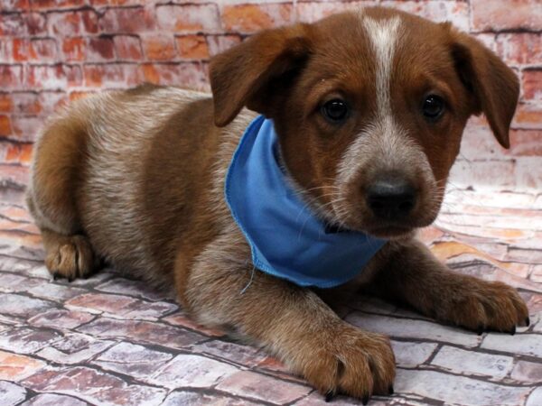 Australian Cattle Dog-DOG-Male-Red Heeler-16566-Petland Wichita, Kansas