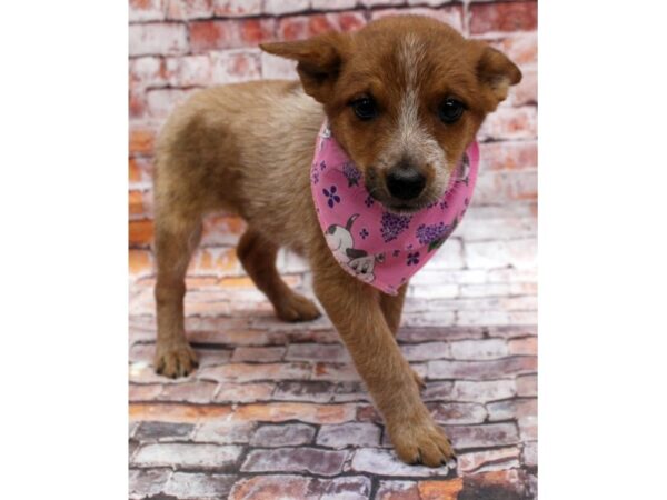 Australian Cattle Dog-DOG-Female-Red Heeler-16565-Petland Wichita, Kansas