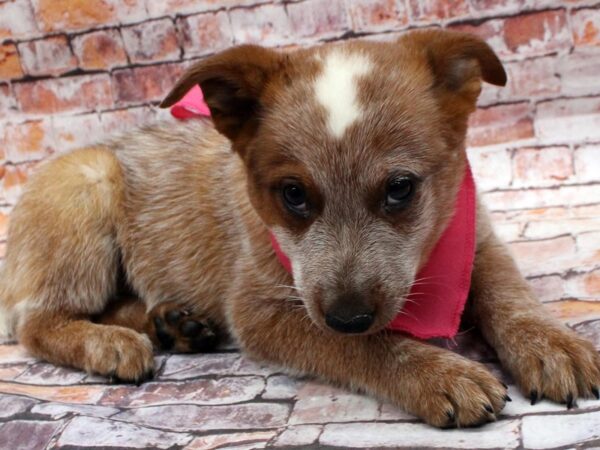 Australian Cattle Dog DOG Female Red Heeler 16564 Petland Wichita, Kansas