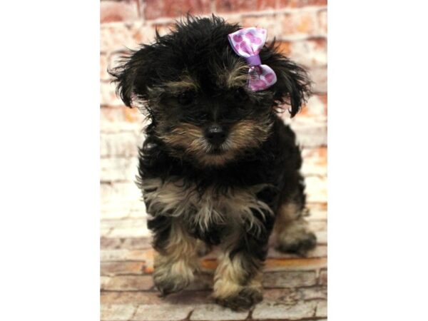 Toy YorkiePoo DOG Female Black & Tan 16612 Petland Wichita, Kansas