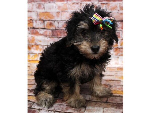 Toy YorkiePoo DOG Female Black & Tan 16611 Petland Wichita, Kansas