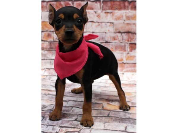 Miniature Pinscher DOG Female Black & Rust 16610 Petland Wichita, Kansas