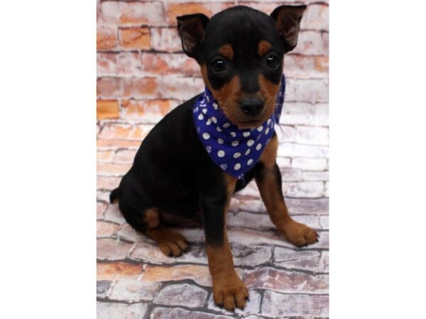 Miniature Pinscher-DOG-Male-Black & Rust-16609-Petland Wichita, Kansas