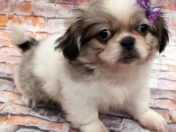 Pekingese DOG Female Sable & White 16608 Petland Wichita, Kansas