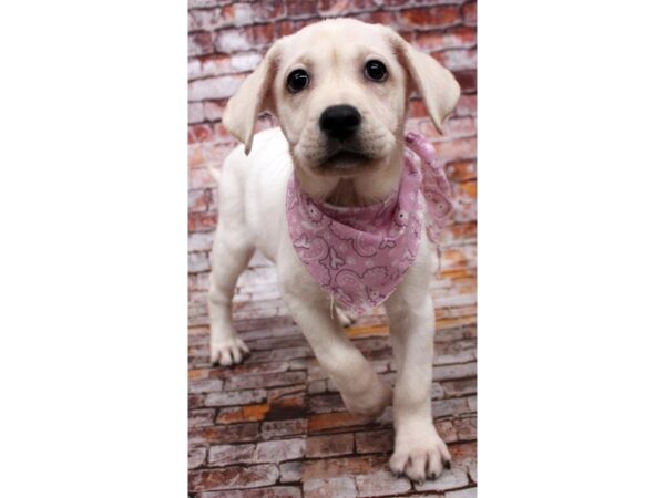 English Labrador Retriever-DOG-Female-Cream-16607-Petland Wichita, Kansas