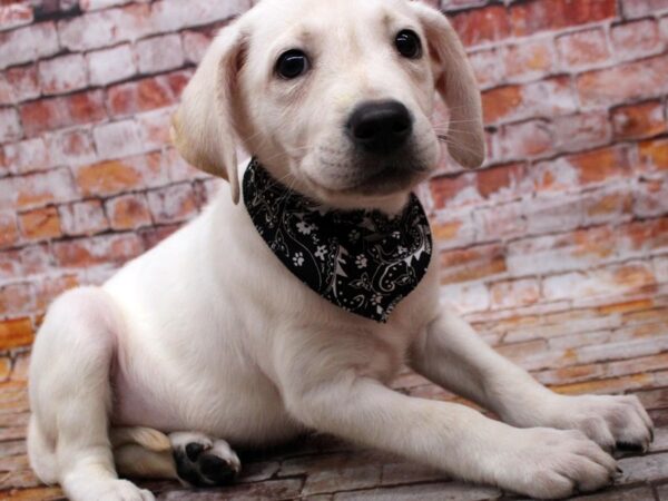 English Labrador Retriever-DOG-Male-Cream-16606-Petland Wichita, Kansas