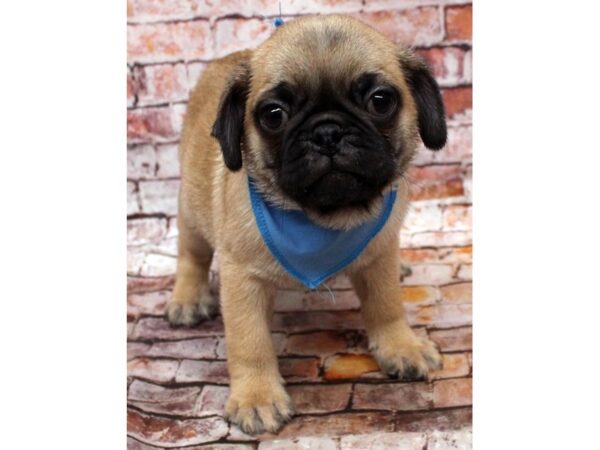 Pug DOG Male Red Fawn 16605 Petland Wichita, Kansas