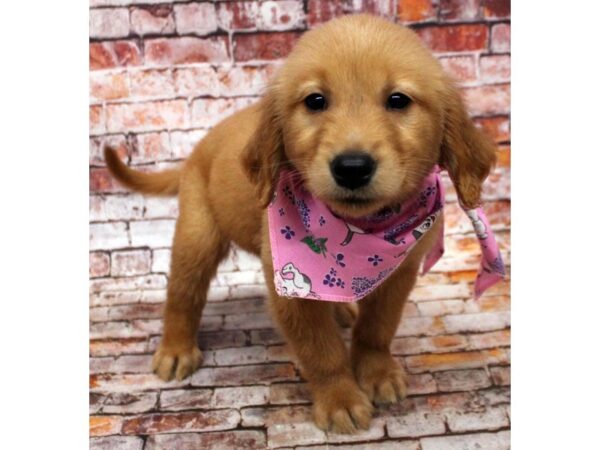 Golden Retriever DOG Female Golden 16604 Petland Wichita, Kansas