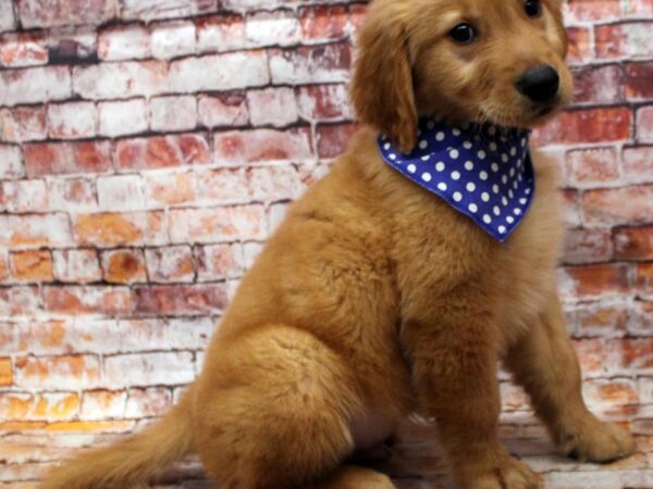 Golden Retriever DOG Male Golden 16603 Petland Wichita, Kansas