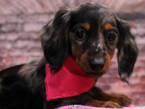 Miniature Dachshund DOG Female Black & Tan Dapple 16602 Petland Wichita, Kansas