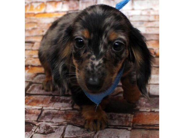 Miniature Dachshund DOG Male Black & Tan Dapple 16601 Petland Wichita, Kansas