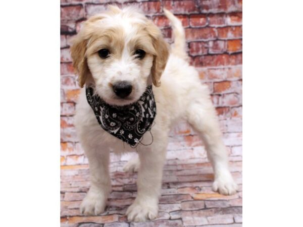 F1B Goldendoodle DOG Male White & Gold 16597 Petland Wichita, Kansas