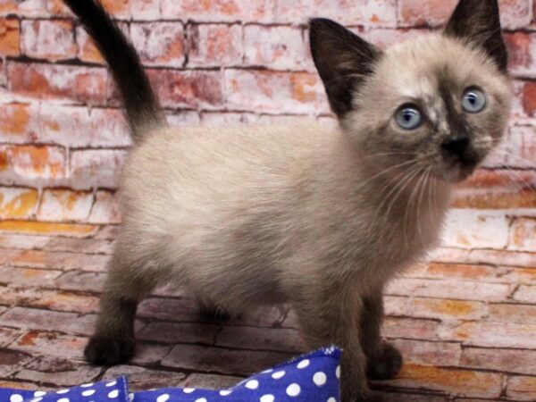 Adopt A Pet Kitten CAT Male Seal Point 16594 Petland Wichita, Kansas