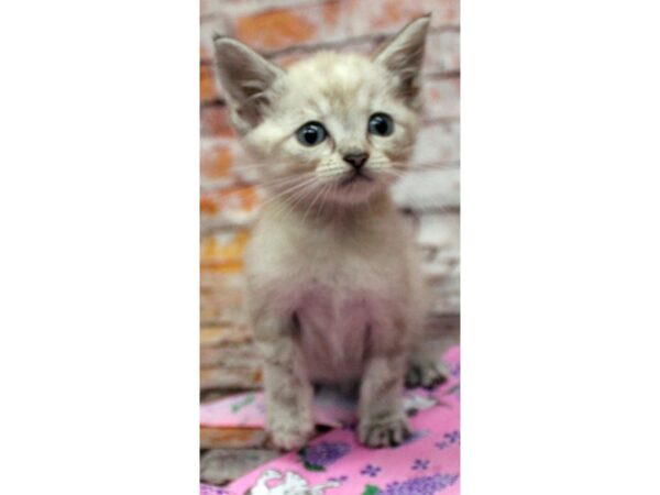 Adopt A Pet Kitten CAT Female Seal Point 16591 Petland Wichita, Kansas