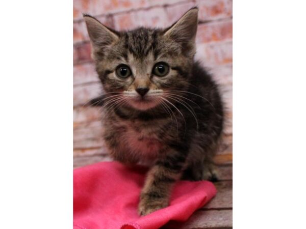 Adopt A Pet Kitten CAT Female Marble Tabby 16589 Petland Wichita, Kansas