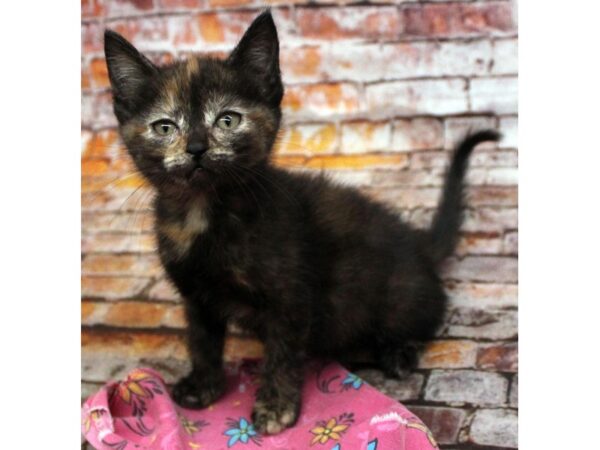 Adopt A Pet Kitten CAT Female Tortoiseshell 16593 Petland Wichita, Kansas