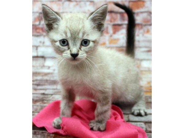 Adopt A Pet Kitten CAT Female Seal Point 16592 Petland Wichita, Kansas