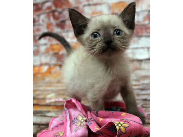 Adopt A Pet Kitten CAT Female Seal Point 16595 Petland Wichita, Kansas