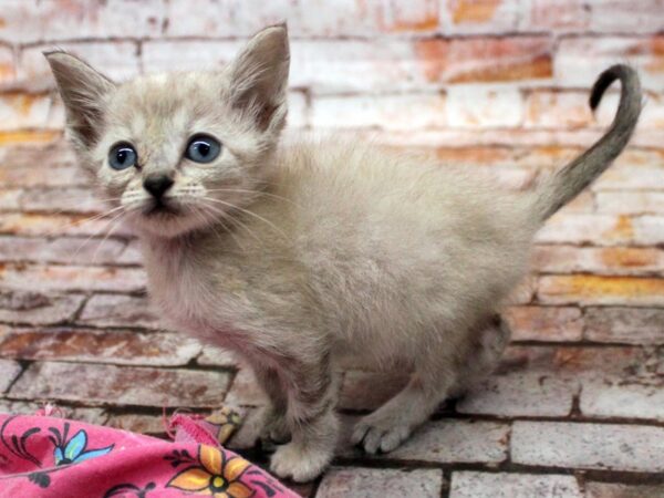 Adopt A Pet Kitten-CAT-Female-Seal Point-16590-Petland Wichita, Kansas