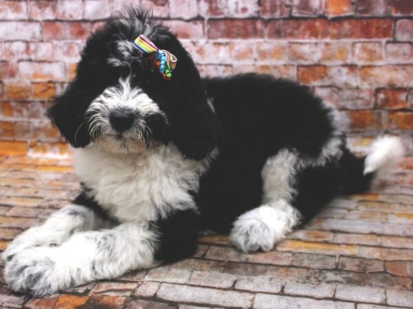 F1B Goldendoodle-DOG-Female-Black & White Parti-16632-Petland Wichita, Kansas