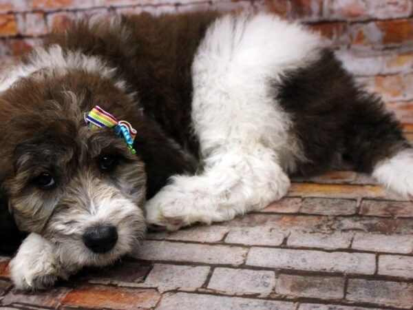 F1B Goldendoodle-DOG-Female-Red & White Parti-16630-Petland Wichita, Kansas