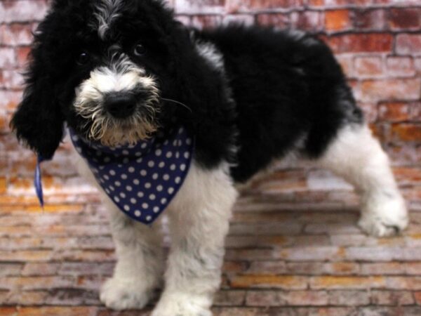 F1B Goldendoodle DOG Male Black & White Parti 16629 Petland Wichita, Kansas