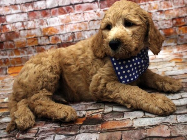 F1B Goldendoodle DOG Male Red 16628 Petland Wichita, Kansas