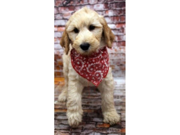 F1B Goldendoodle-DOG-Male-Cream-16627-Petland Wichita, Kansas