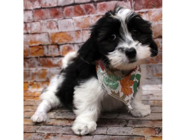 Coton De Tulear DOG Male White & Black 16625 Petland Wichita, Kansas