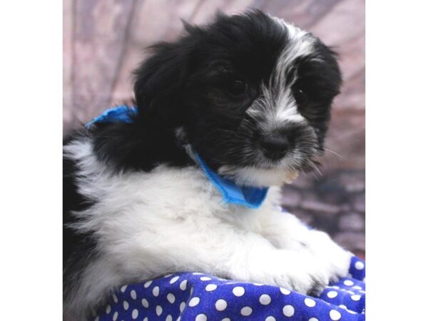 Coton De Tulear DOG Male White & Black 16626 Petland Wichita, Kansas