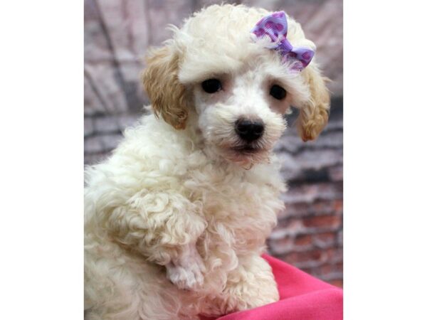 Miniature Poodle-DOG-Female-Apricot-16623-Petland Wichita, Kansas