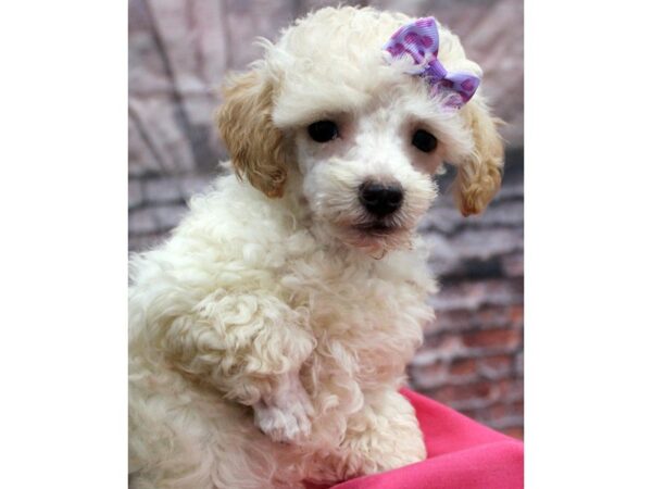 Miniature Poodle DOG Female Apricot 16623 Petland Wichita, Kansas