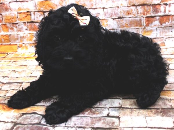 Cockapoo-DOG-Female-Black-16622-Petland Wichita, Kansas