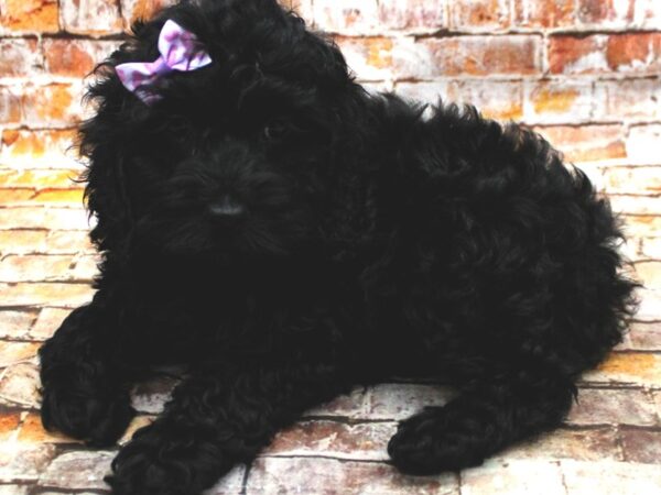 Cockapoo DOG Female Black 16621 Petland Wichita, Kansas