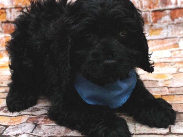 Cockapoo DOG Male Black 16620 Petland Wichita, Kansas