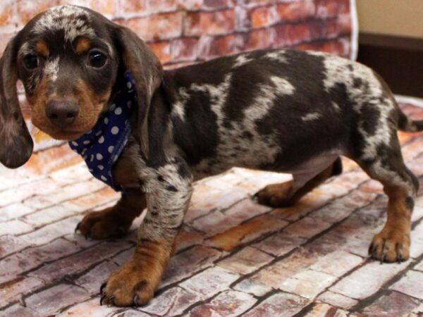 Miniature Dachshund DOG Male Red Dapple 16619 Petland Wichita, Kansas