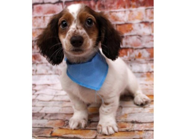 Miniature Dachshund DOG Male Chocolate & Tan Piebald 16618 Petland Wichita, Kansas