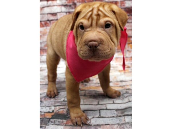 Chinese Shar-Pei Puggle DOG Female Fawn 16617 Petland Wichita, Kansas