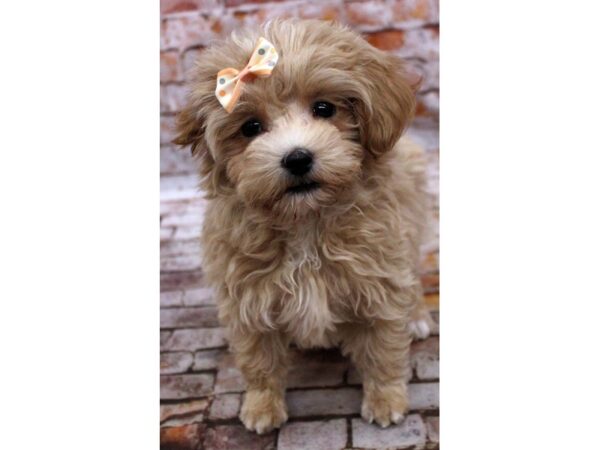 Toy MaltiPoo DOG Female Apricot 16616 Petland Wichita, Kansas