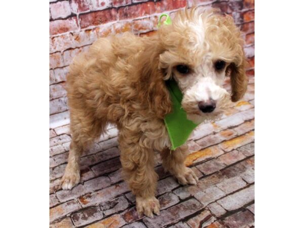 Miniature Poodle-DOG-Male-Red & White Blaze-16615-Petland Wichita, Kansas