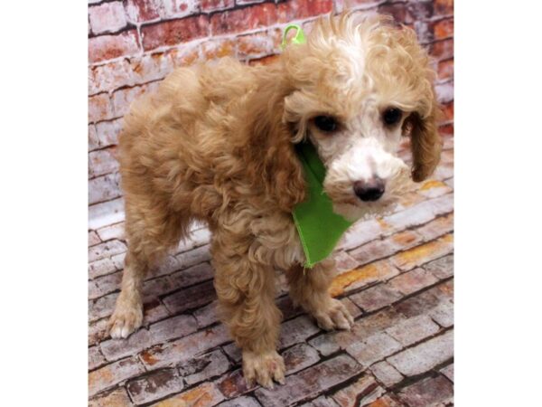 Miniature Poodle DOG Male Red & White Blaze 16615 Petland Wichita, Kansas