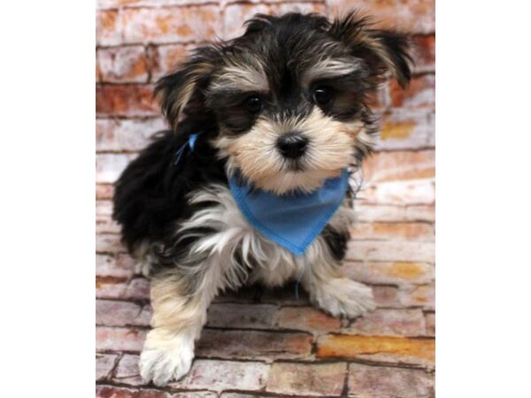 Toy YorkiePoo DOG Male Black & Tan 16614 Petland Wichita, Kansas