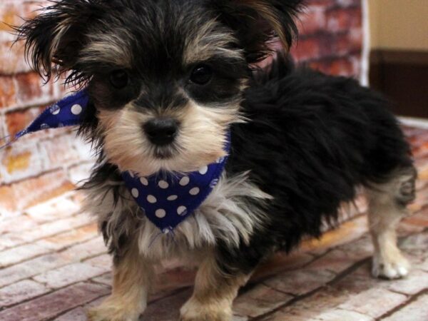 Toy YorkiePoo DOG Male Black & Tan 16613 Petland Wichita, Kansas