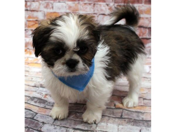 Shih Tzu-DOG-Male-Red & White-16639-Petland Wichita, Kansas