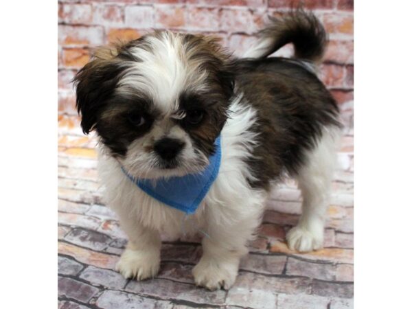 Shih Tzu DOG Male Red & White 16639 Petland Wichita, Kansas