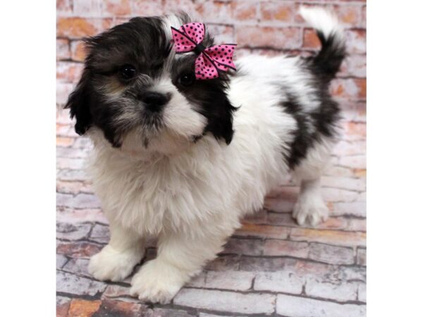 Shih Tzu-DOG-Female-Brown & White-16638-Petland Wichita, Kansas